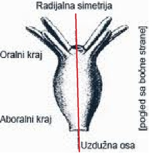 Radijalna simetrija sundjera